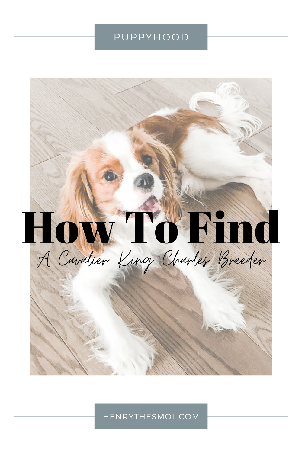 How To Find A Cavalier King Charles Spaniel Breeder