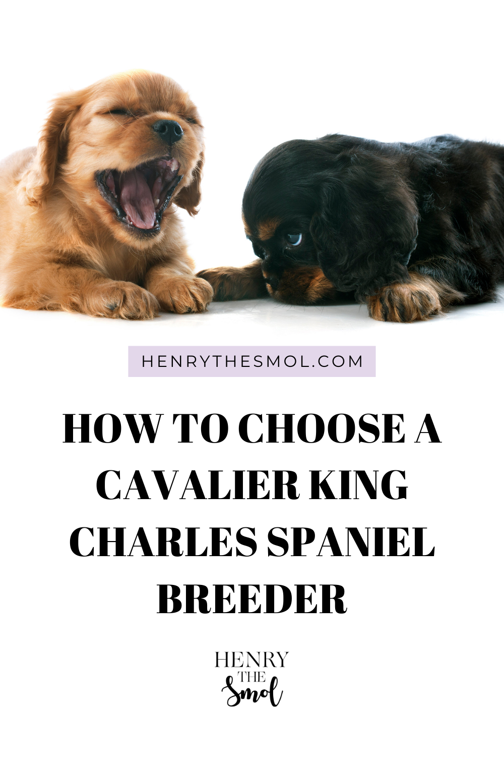 How To Find A Cavalier King Charles Spaniel Breeder