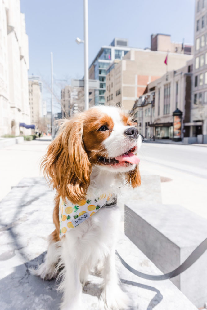 Henry The Smol | Pet Lifestyle Blog | City Dog Living