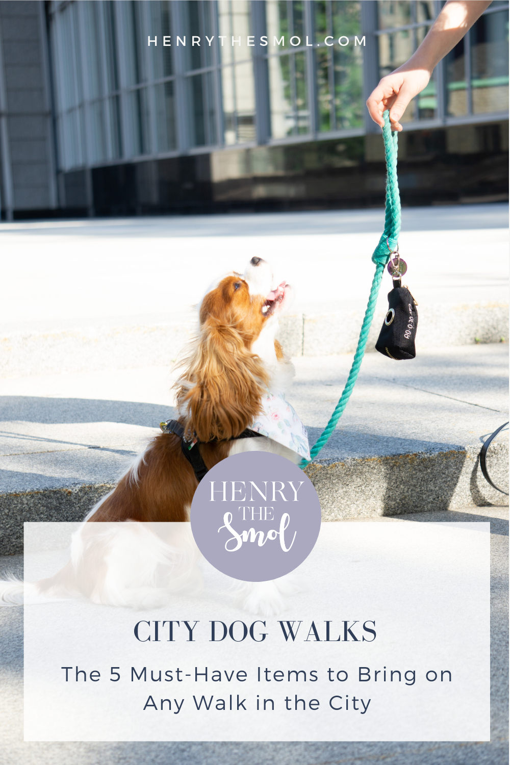 5 City Dog Walk Essentials