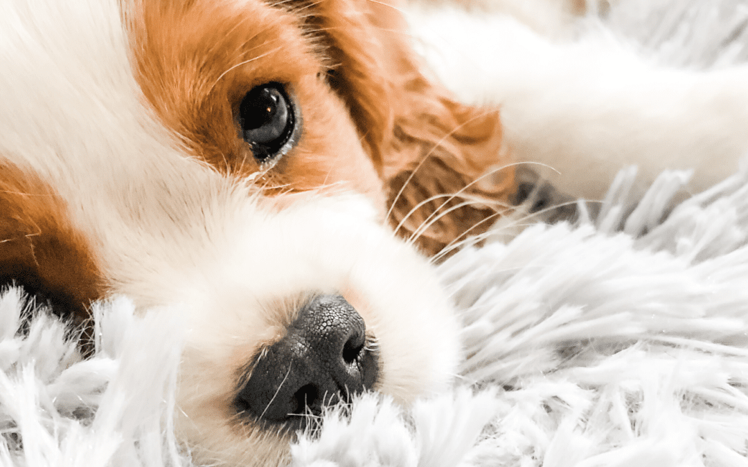 4 Signs You’re Ready to Become a Dog Parent