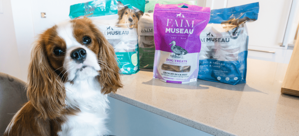 Transitioning to a Raw Dog Food Diet | Henry The Smol
