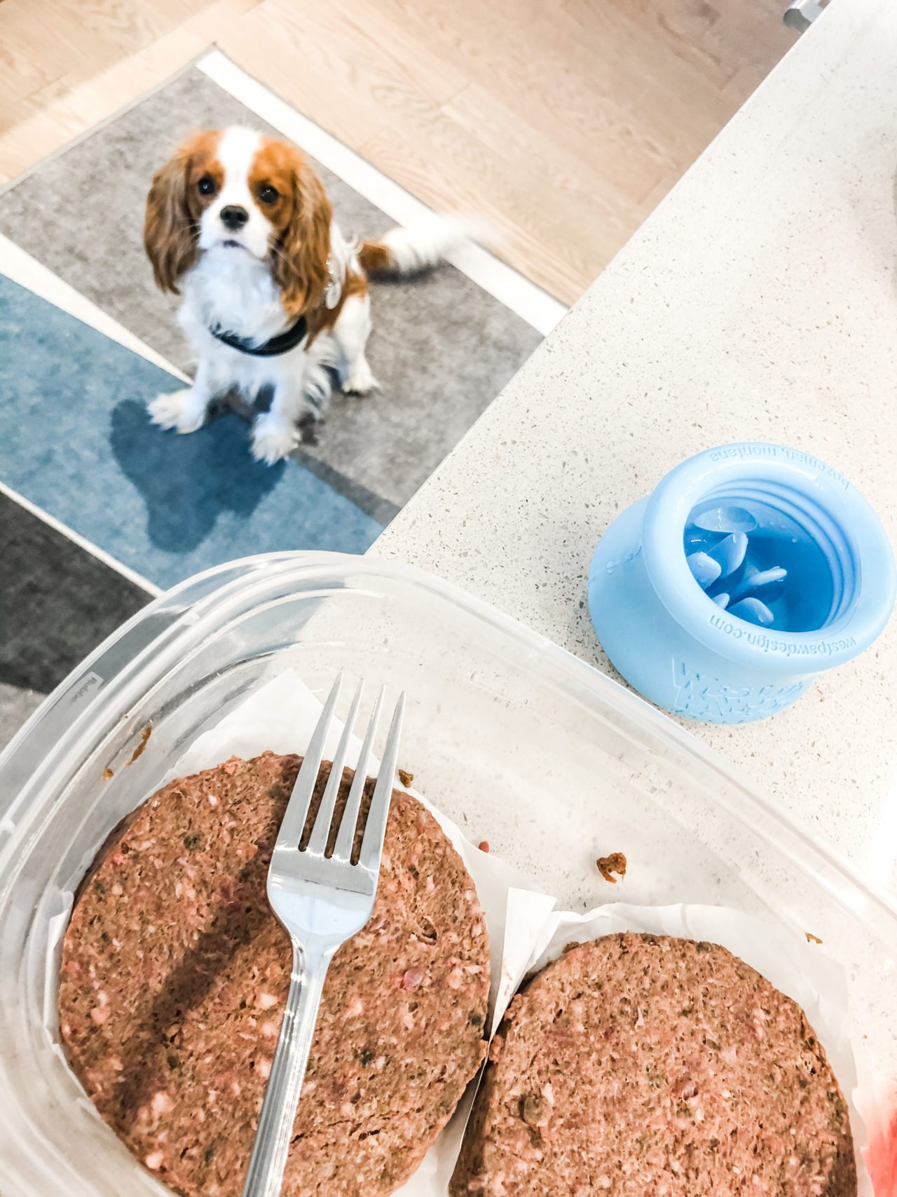 Transitioning to a Raw Dog Food Diet Henry The Smol