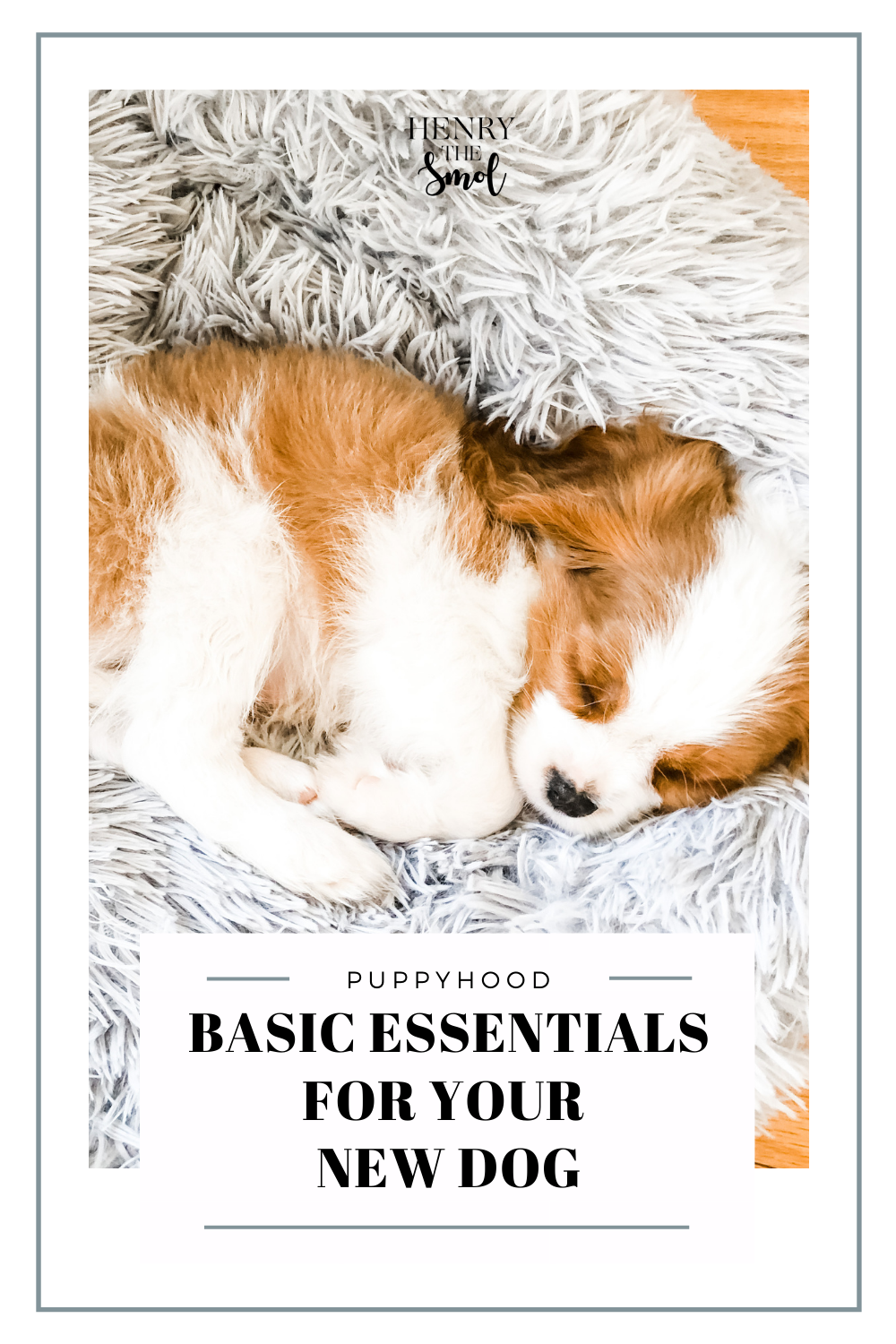 Preparing for Puppy: What You Need To Welcome A Dog