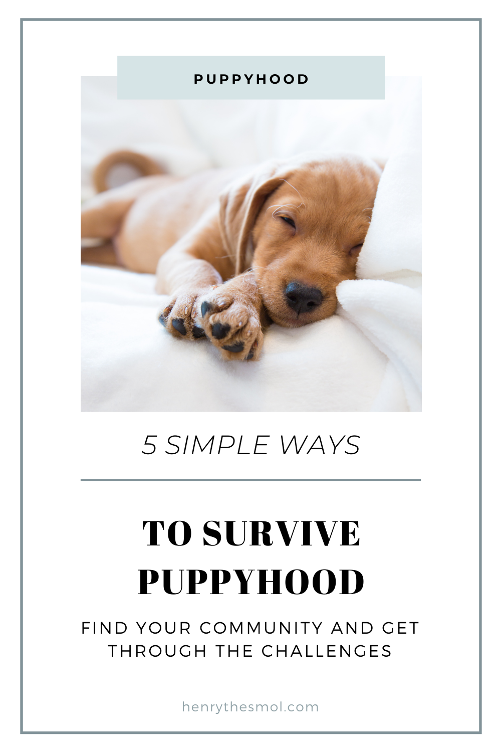 5 Tips For Overcoming Puppyhood Struggles