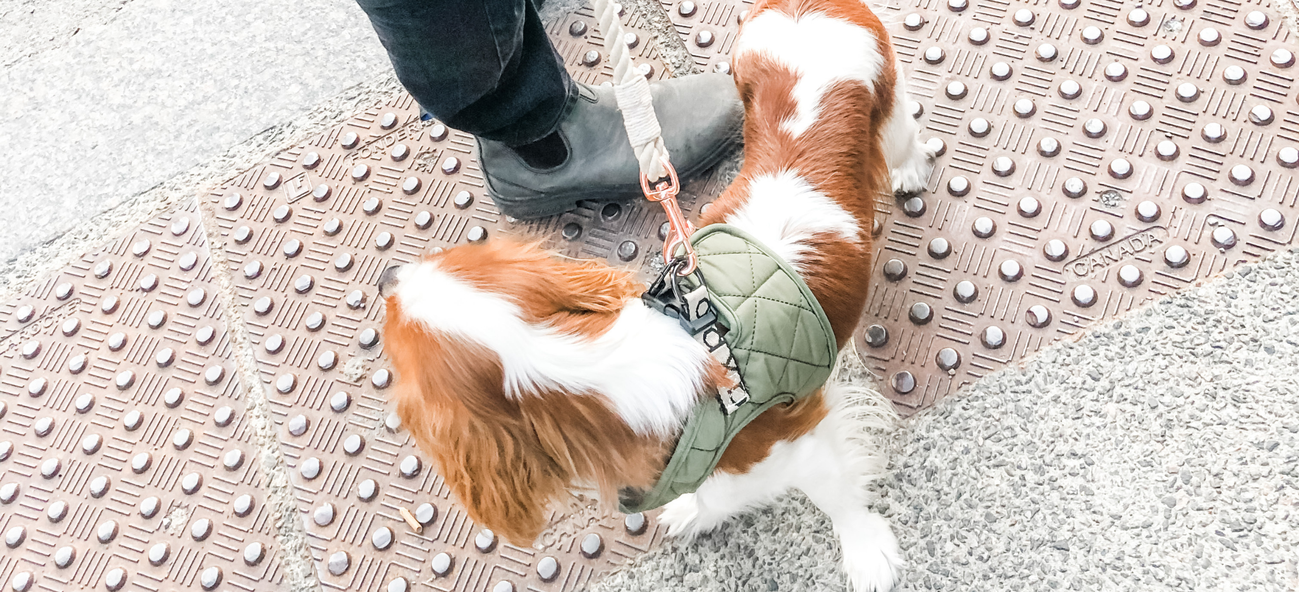 28 Stylish Dog Accessories We're Telling Everyone About