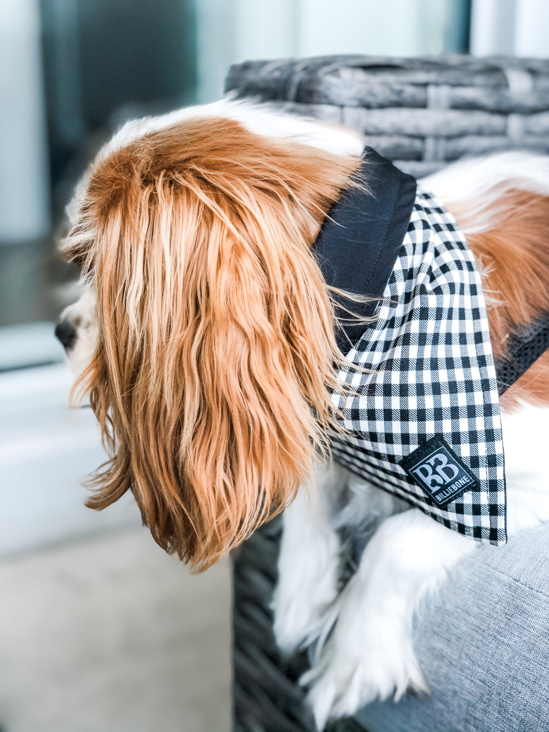 The Best Dog Brands For Stylish Dog Moms Henry The Smol