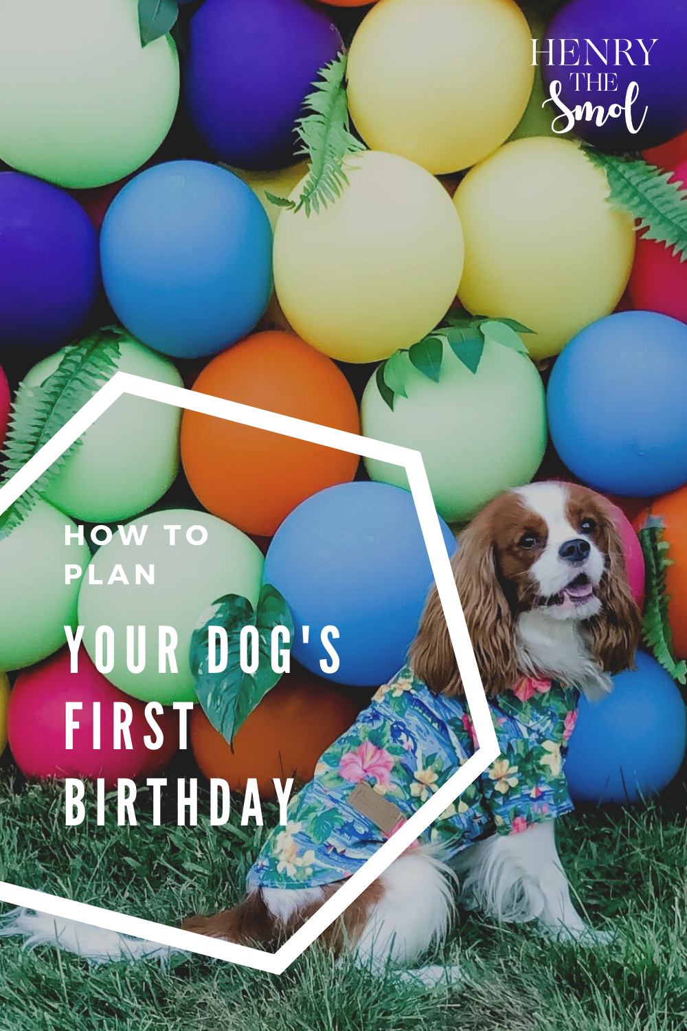 how do you plan a dogs birthday party