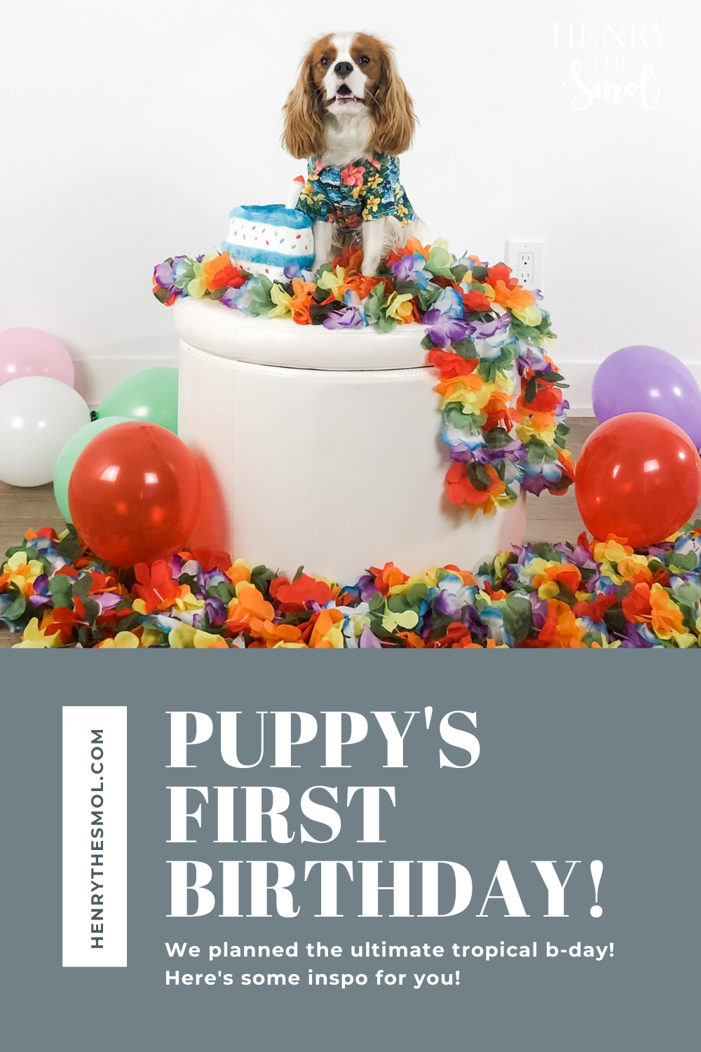 how do you plan a dogs birthday party