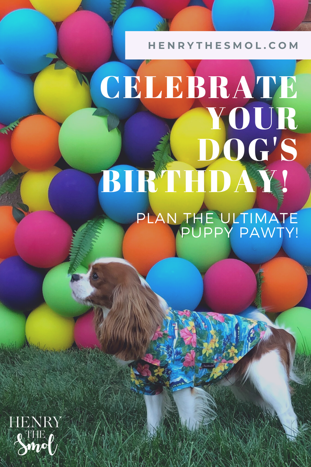 How to Throw a Birthday Party For Your Dog