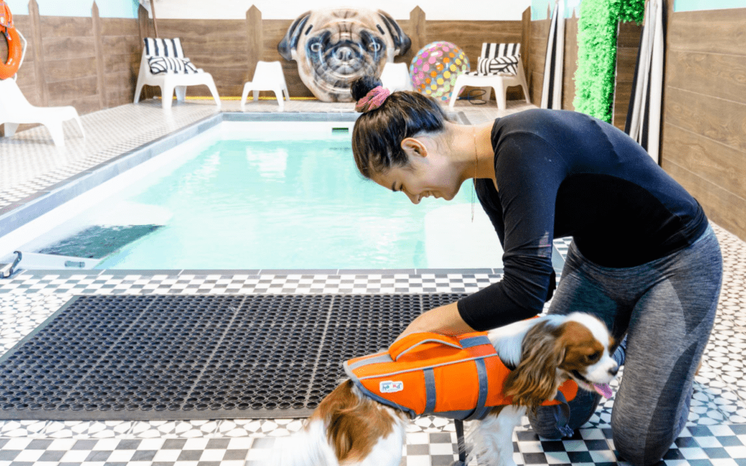 A Day at a Luxury Dog Resort: Doggieville is Every Pup’s Dream
