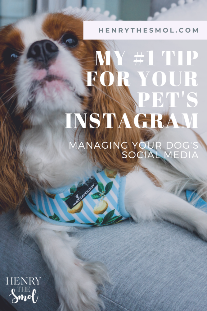 How To Grow Your Dog\'s Instagram Account