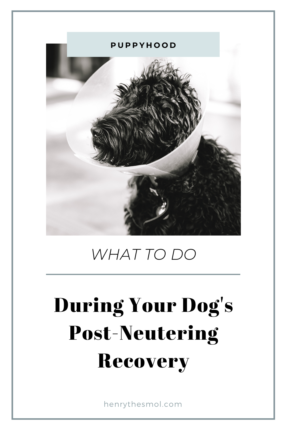 What to Expect When Neutering Your Dog