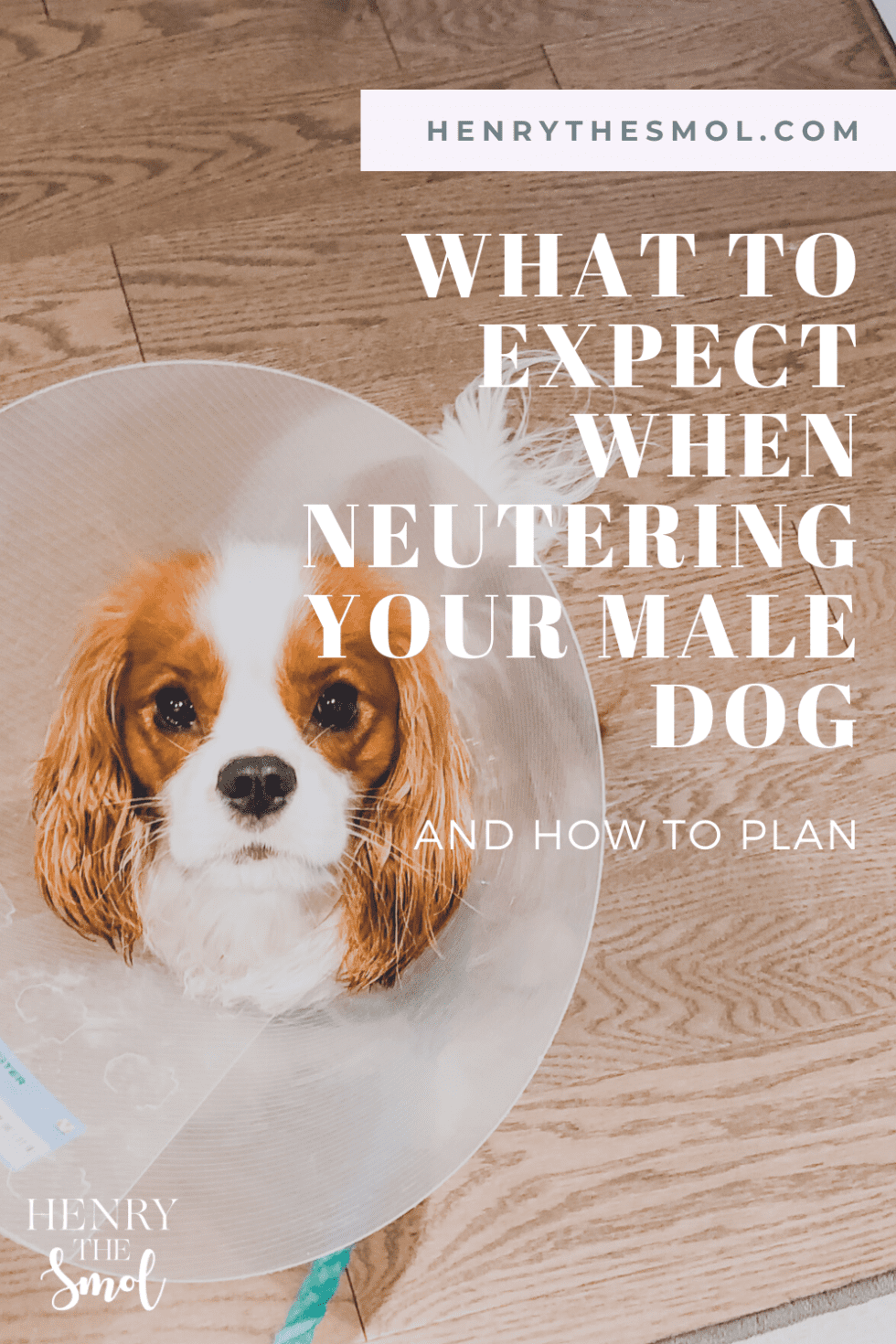 What to Expect When Neutering Your Dog Henry The Smol