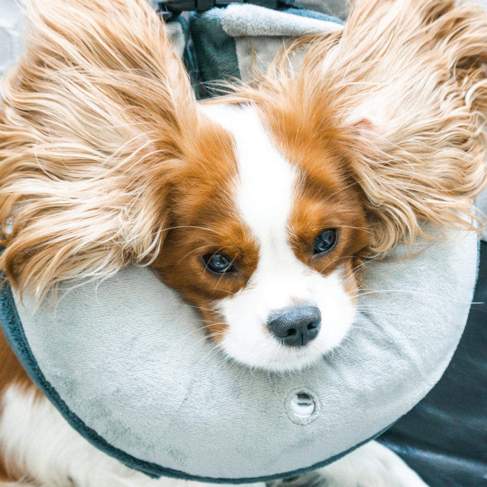 what-to-expect-when-neutering-your-dog-henry-the-smol