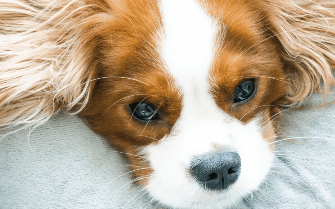 What to Expect When Neutering Your Dog