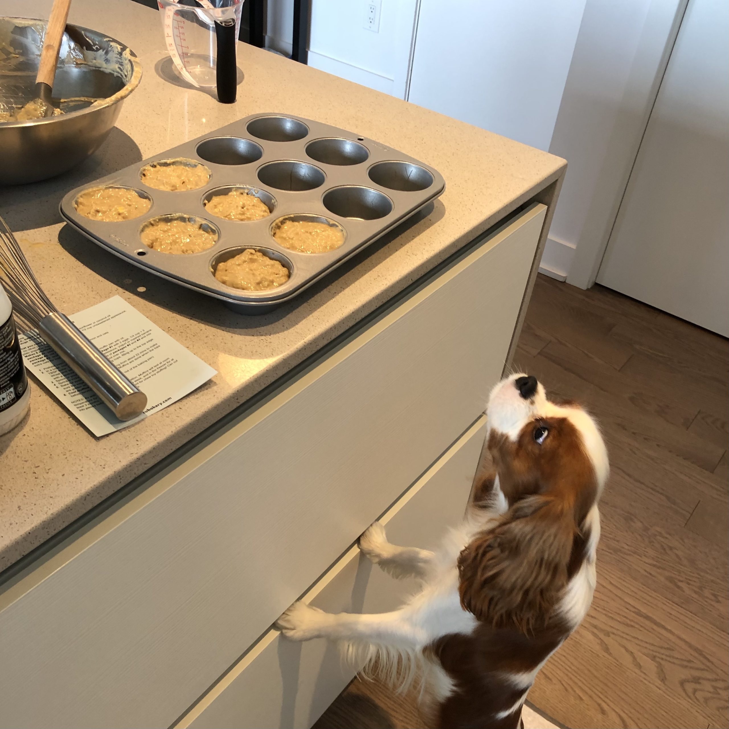 BAKING FOR YOUR DOG