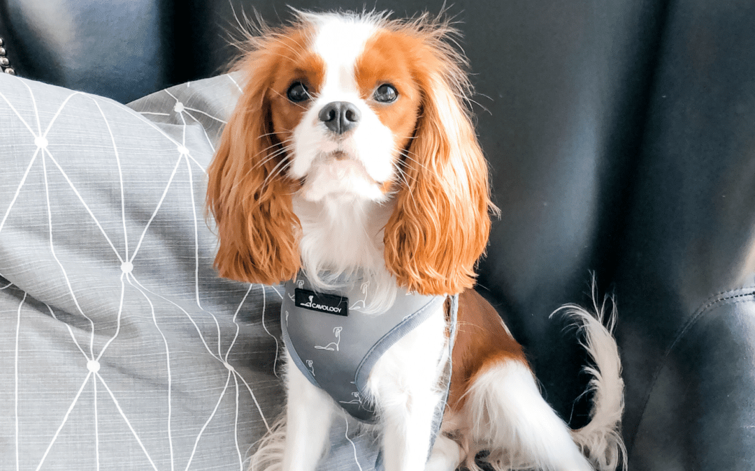 Cavology Signature Basics Dog Harness And Leash Set