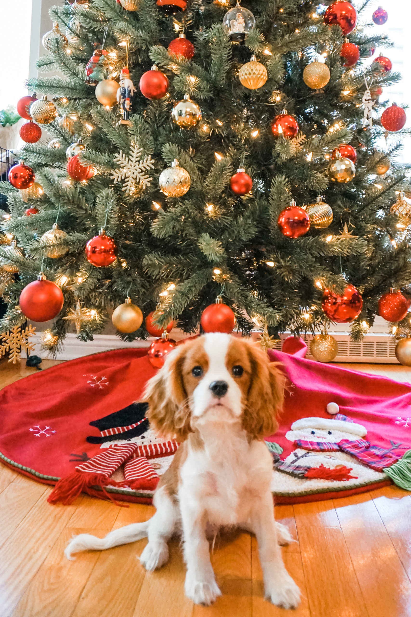 Gift Guide for The Dog Lover Gift Guide For The Dog Lover