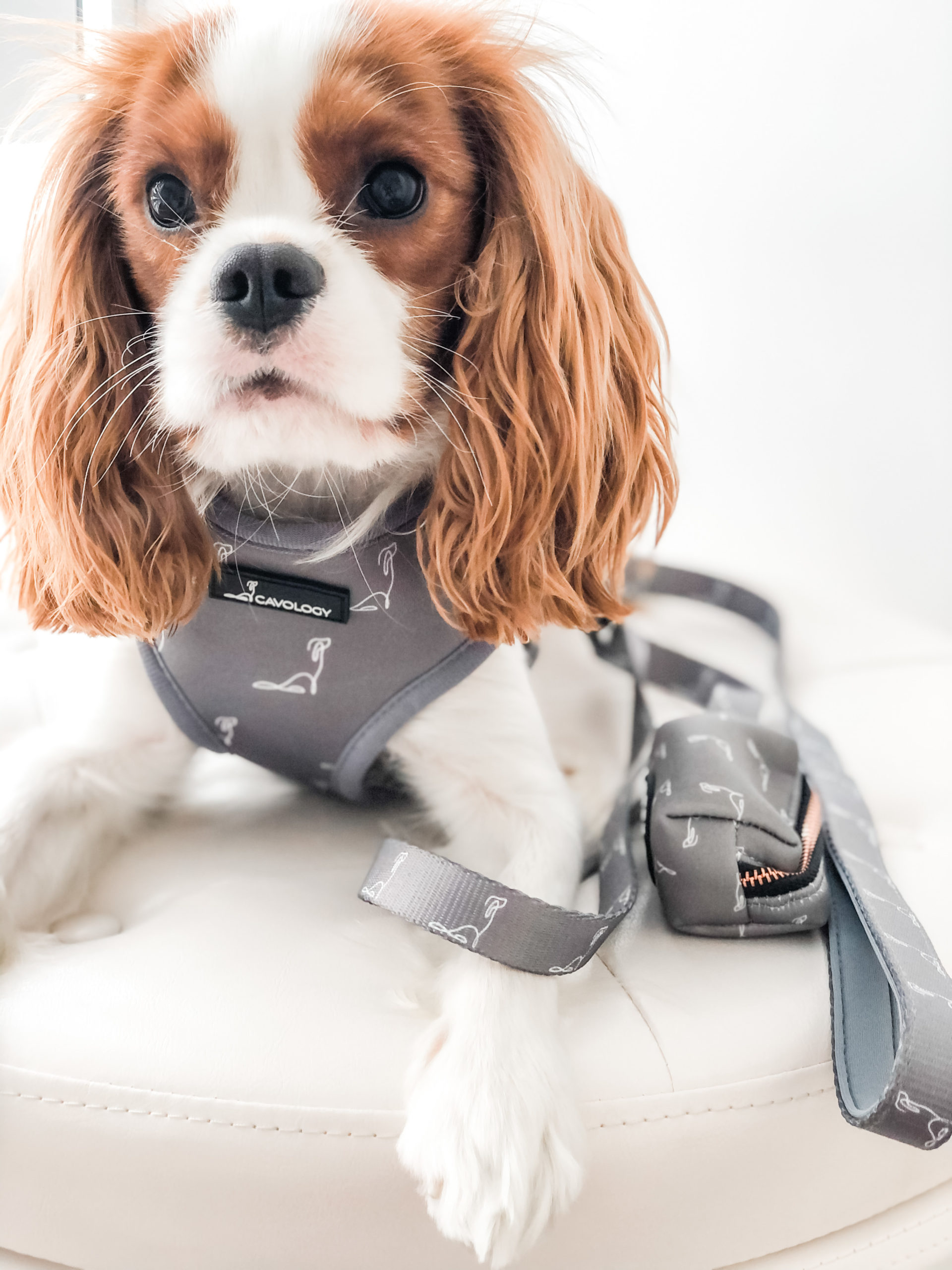 Best harness for cavalier king clearance charles