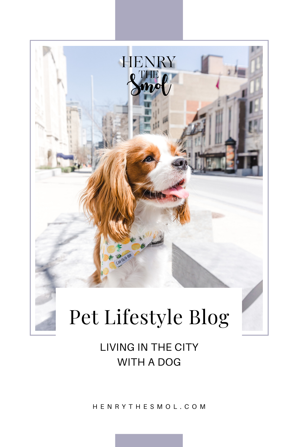 Henry The Smol | Dog Mom Lifestyle | City Dog Living