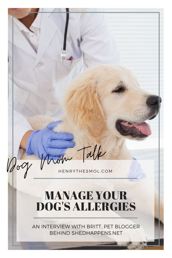 Dog Mom Talk: Dogs & Allergies with Shed Happens