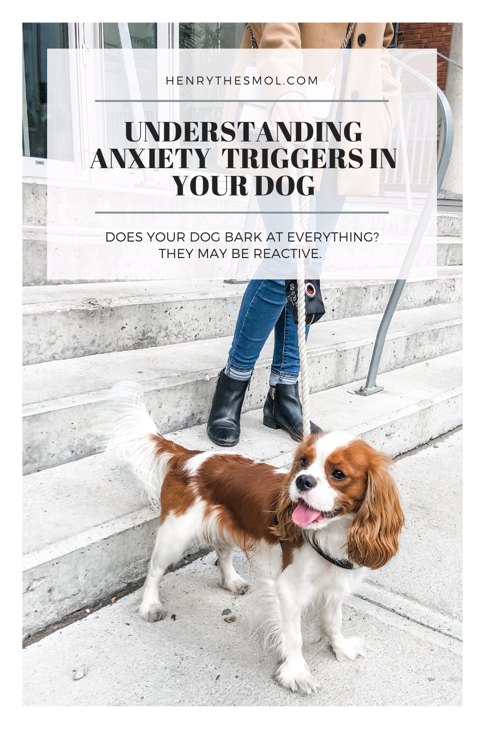 Do Cavaliers Bark? Tips For Quieting Anxious Barking