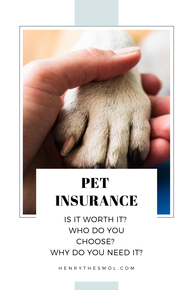 Pet Insurance: BEST Decision Ever!