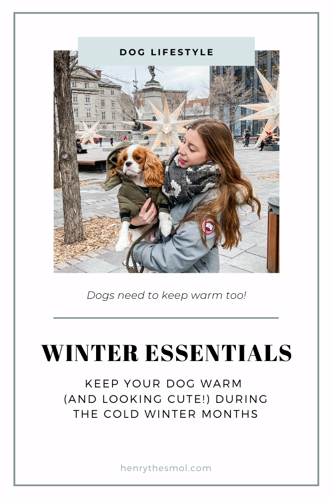 Winter Dog Essentials: Stay Warm In Cold Weather