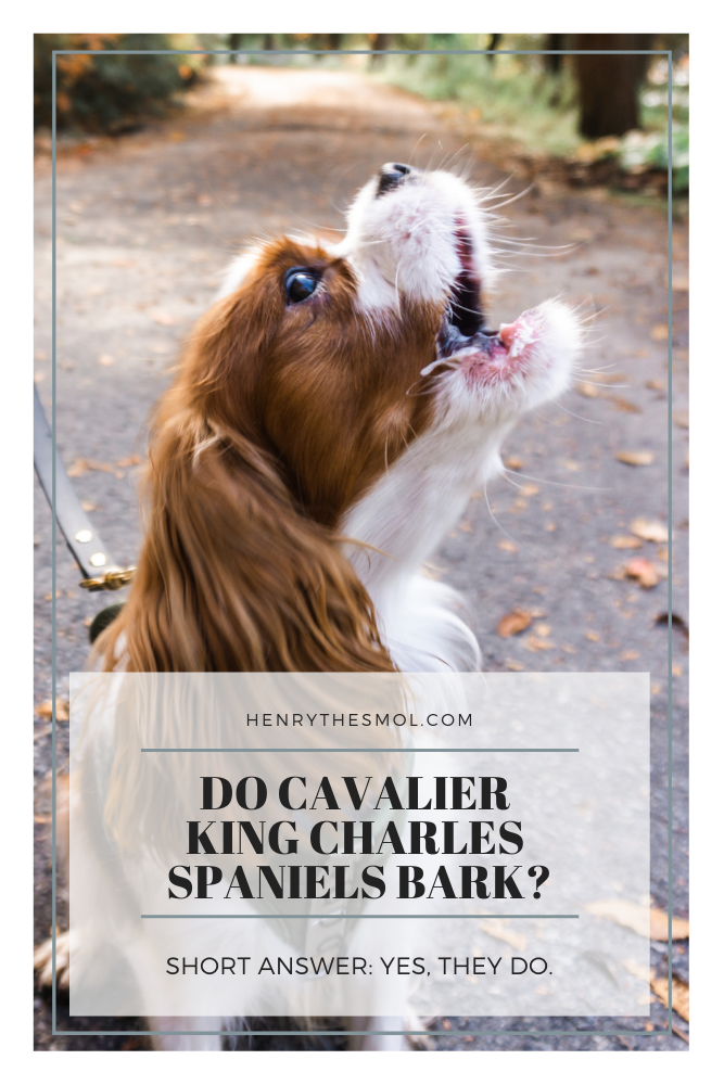 king charlesw cavlier dogs barking sounds