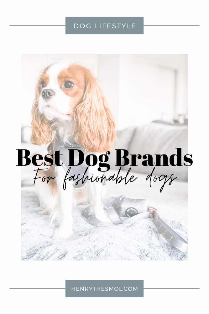 The Best Dog Brands for Stylish Dog Moms