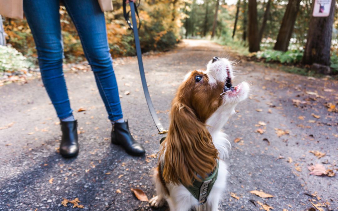Do Cavaliers Bark? Tips For Quieting Anxious Barking