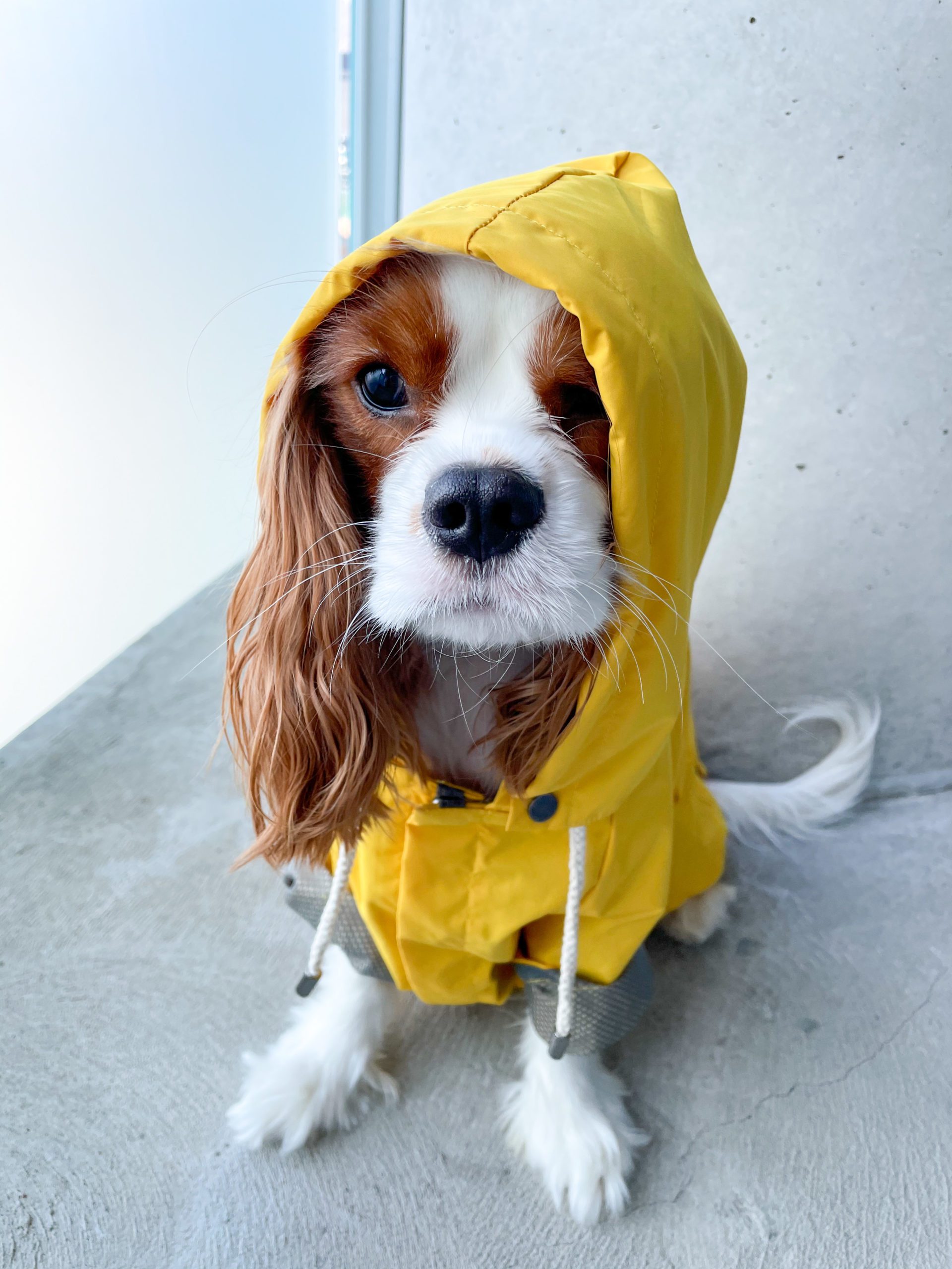 maxbone talon raincoat