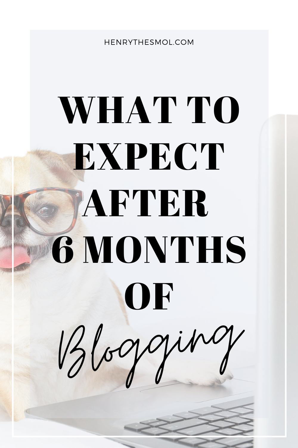 Pet Bloggers Journey 2021: My First Year As A Blogger