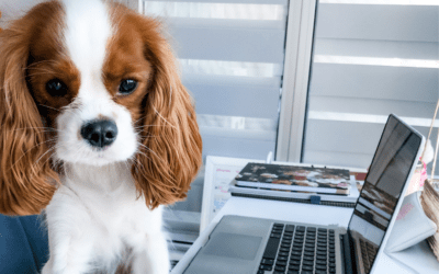 Pet Bloggers Journey 2021: My First Year As A Blogger