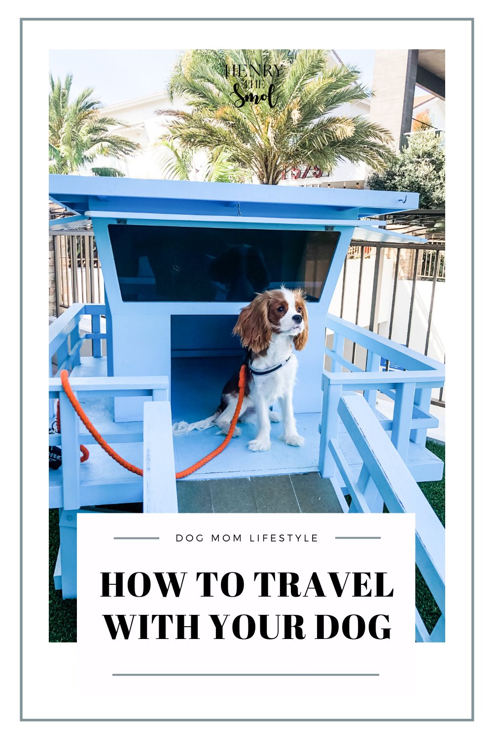 Tips for Traveling With Your Dog For The First Time