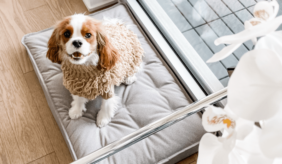 spring must-haves for dogs