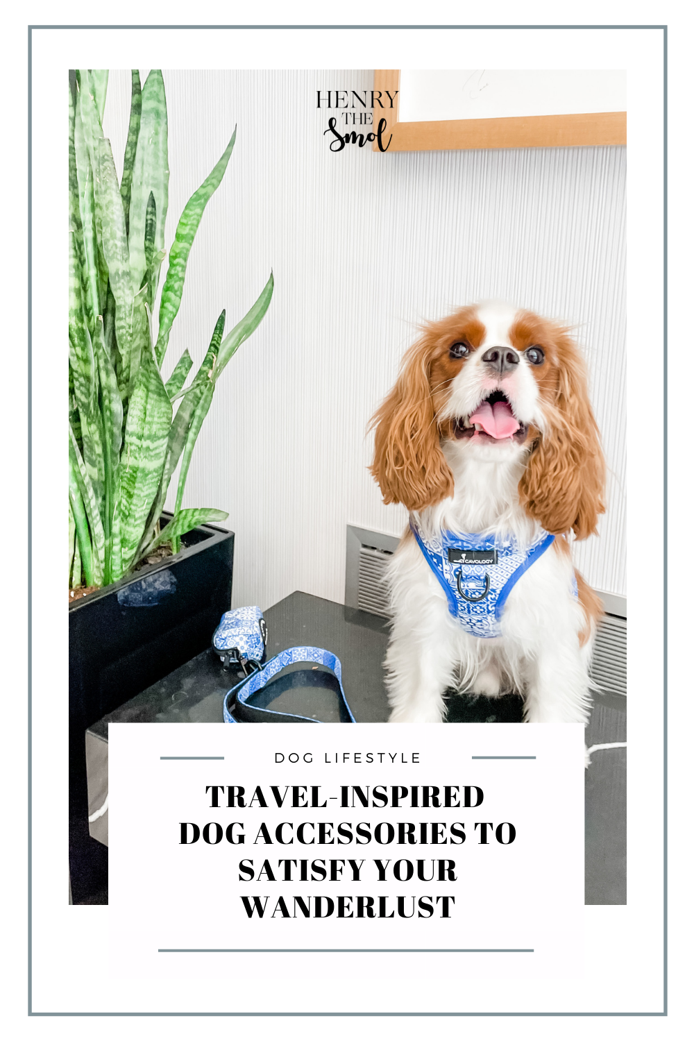Travel-Inspired Dog Accessories To Satisfy Your Wanderlust
