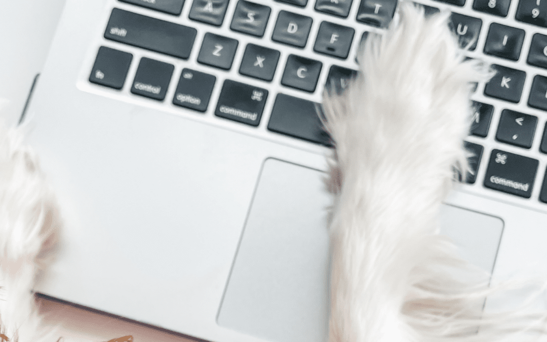 social media tools for dog-momagers