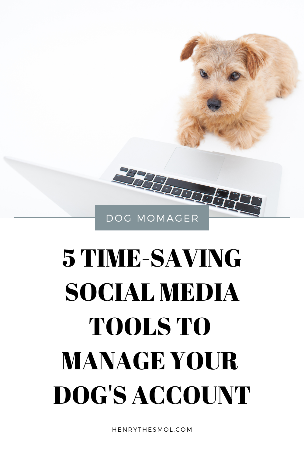 5 Time-Saving Social Media Tools Dog Momagers Need