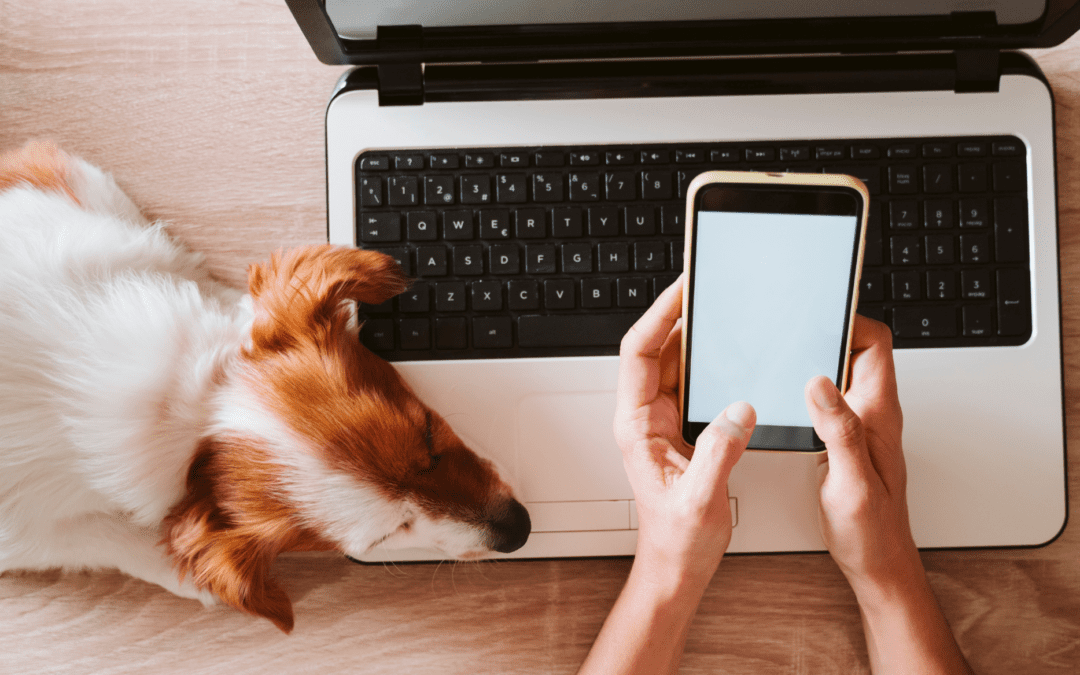 Instagram Insights Dog Momagers Need To Know