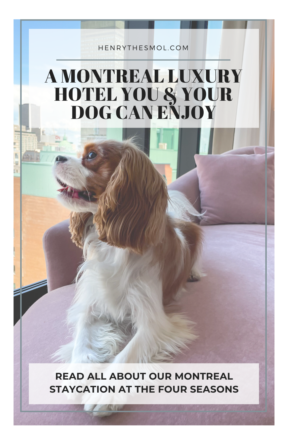 Our Dog-Friendly Staycation At The Four Seasons Hotel
