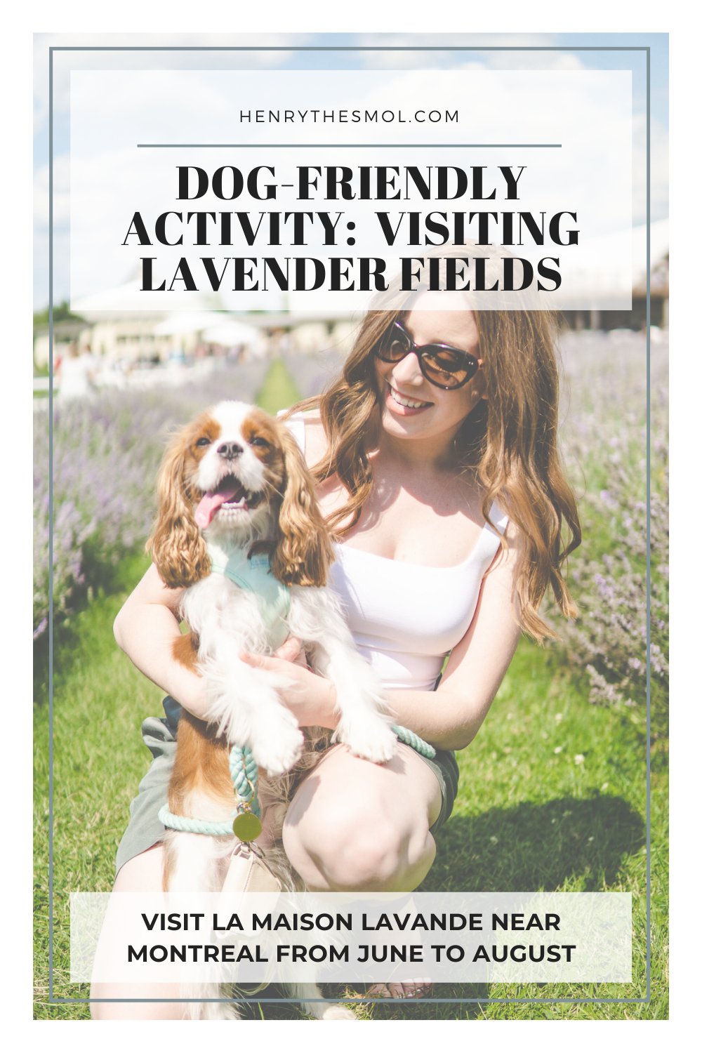 Dog-Friendly Lavender Fields near Montreal