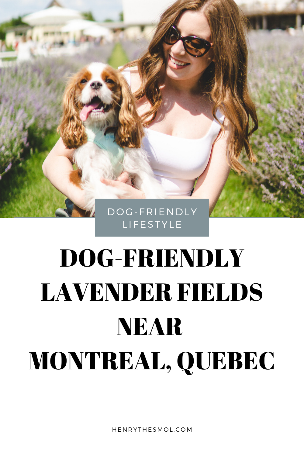 Dog-Friendly Lavender Fields near Montreal