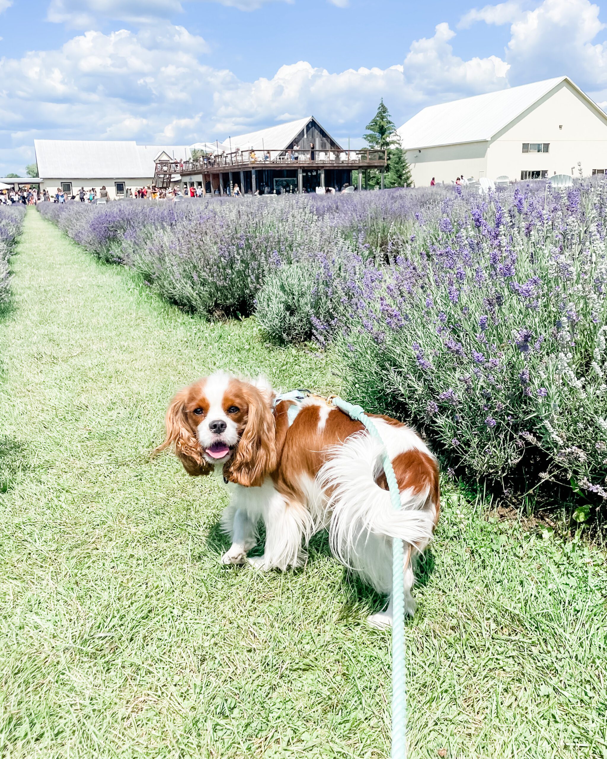dog-friendly lavender fields