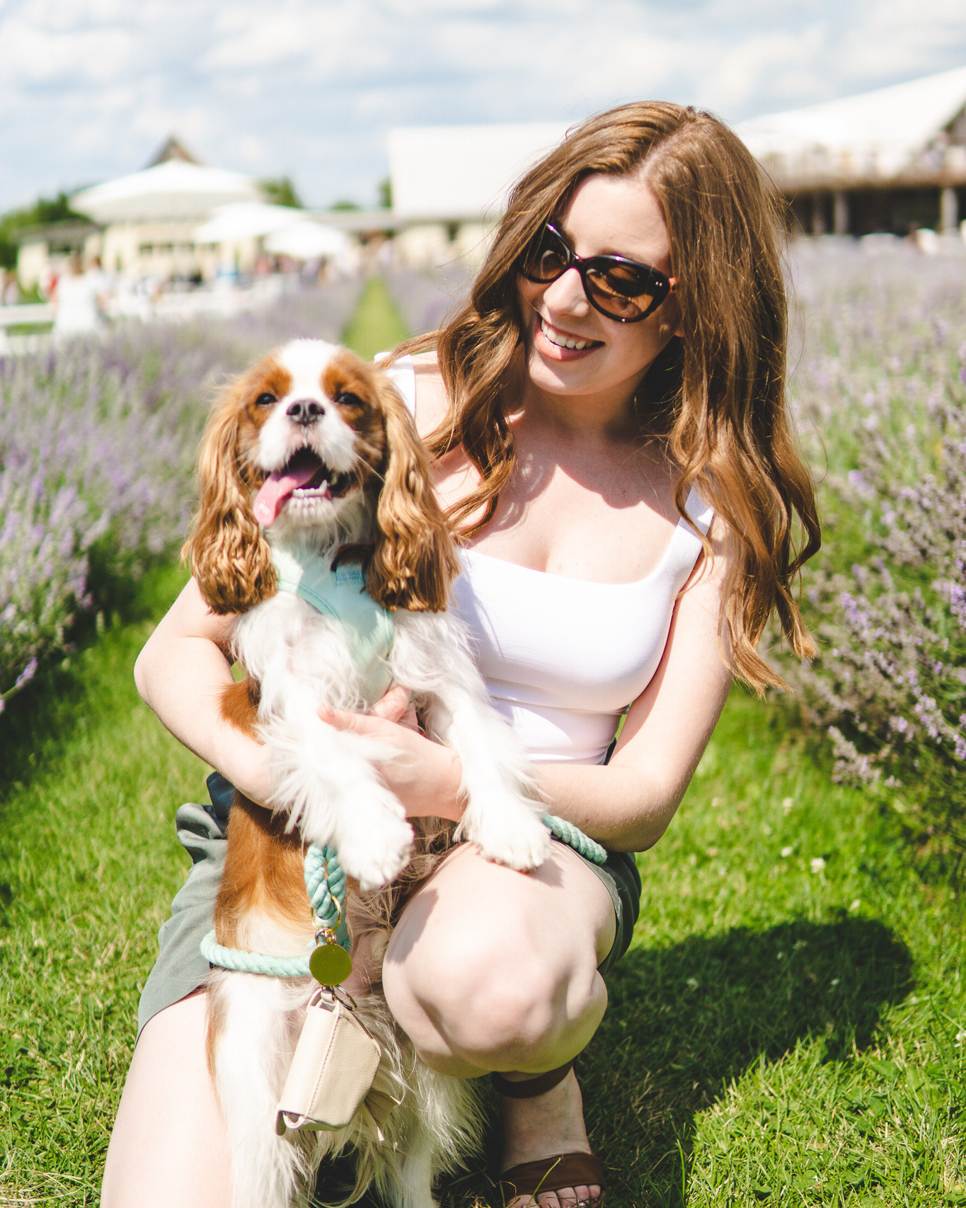 dog-dog-friendly lavender fields