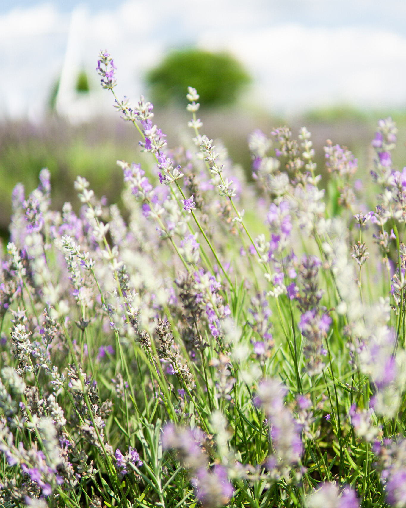 dog-friendly lavender fields