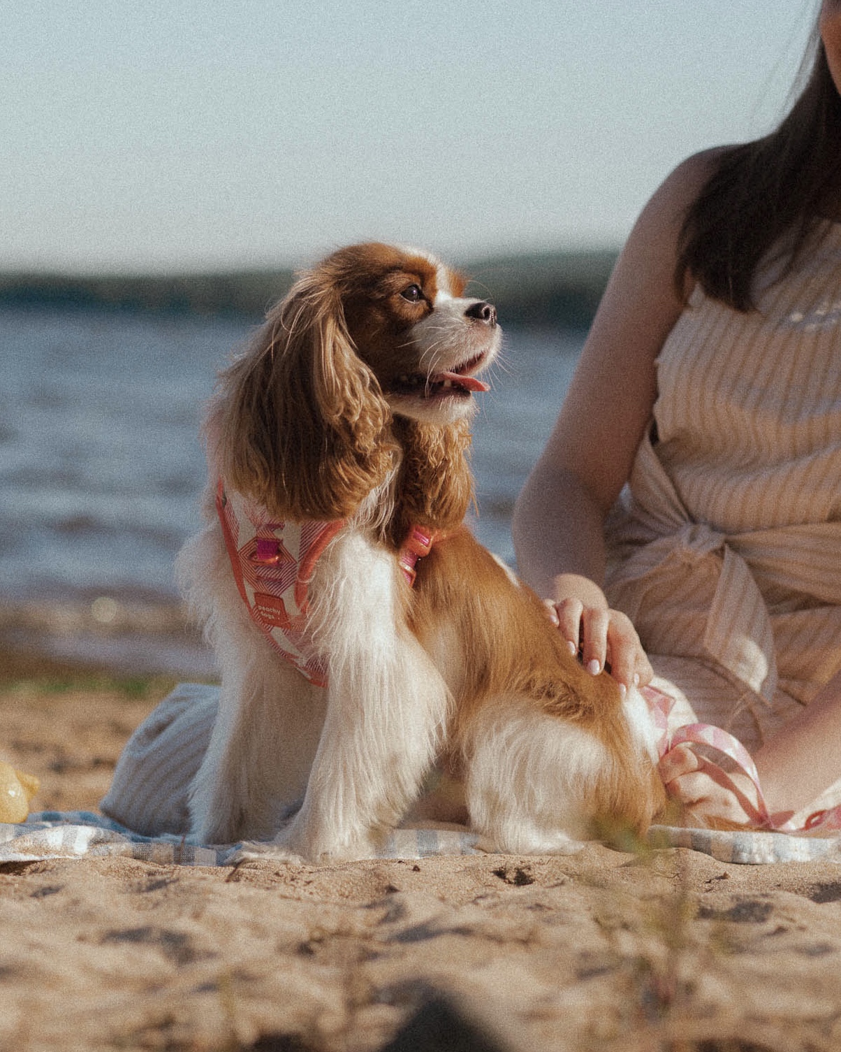 cavalier king charles spaniel wearing peachy dogs accessories at the beach